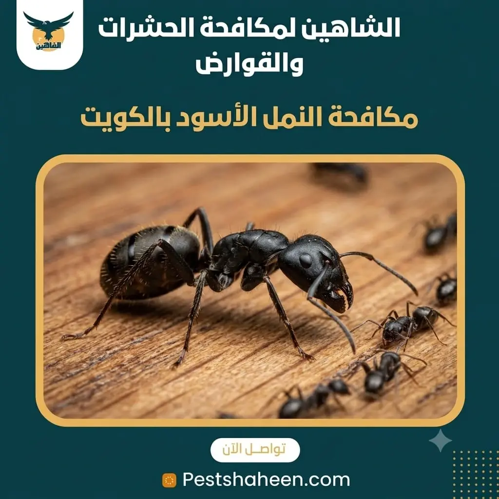 مكافحة النمل الأسود في الكويت